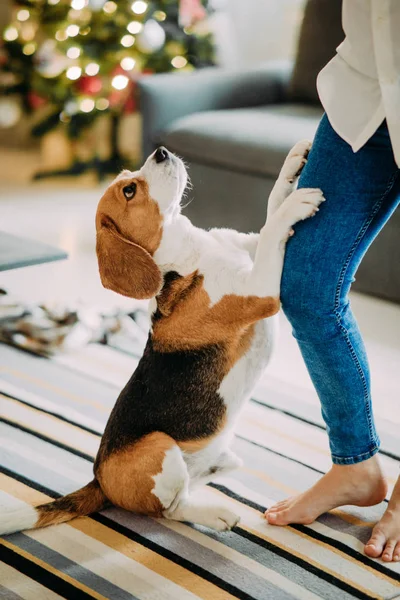 Kadın, Noel ağacının arka planında bir köpekle oynuyor.. — Stok fotoğraf