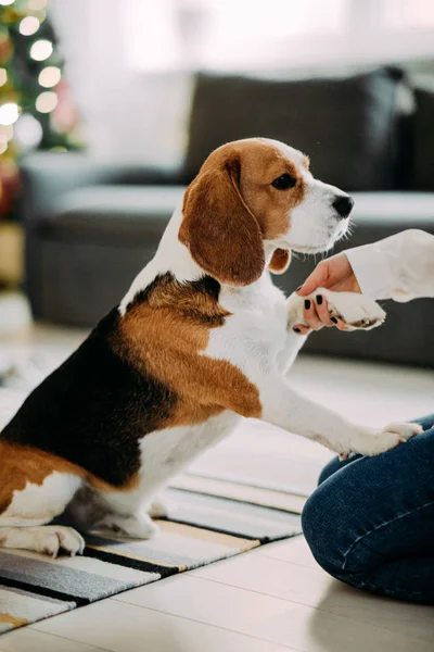 Kobieta bawi się beagle dog i trzyma go łapa. — Zdjęcie stockowe