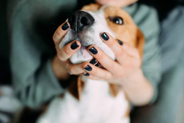 Las manos femeninas sostienen el bozal beagle dog . — Foto de Stock