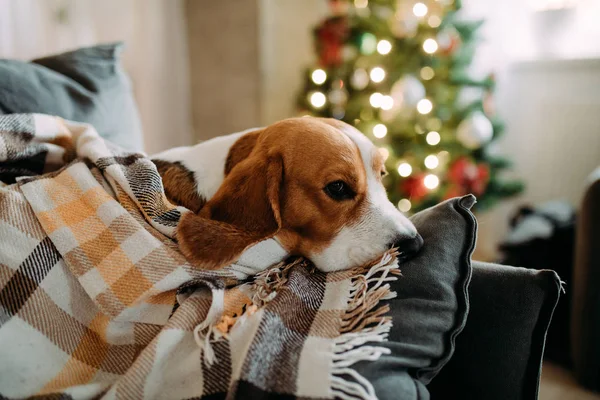 Kutya fekszik a kanapén, és pihen a háttérben egy karácsonyfa. — Stock Fotó