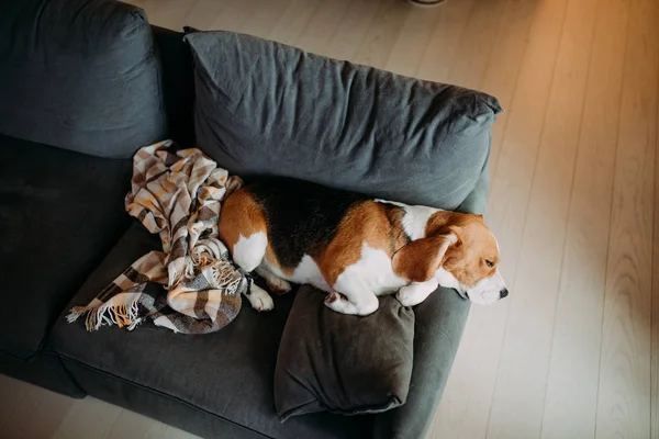 Beagle pies leży na kanapie i śpi. — Zdjęcie stockowe