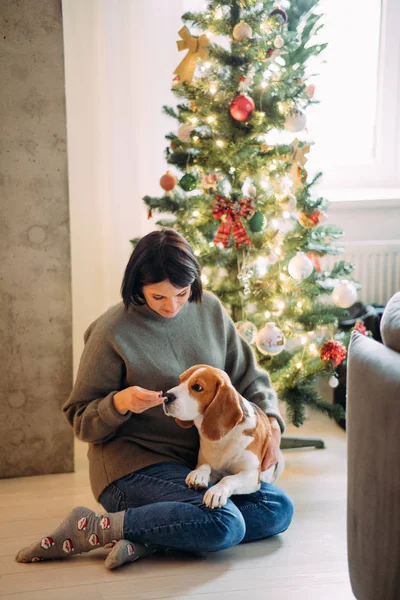 A woman plays with dog on background of a Christmas tree.