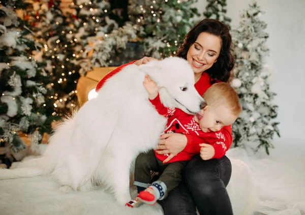 Moeder en haar zoon spelen met witte samoyed hond tegen de achtergrond van kerstboom — Stockfoto