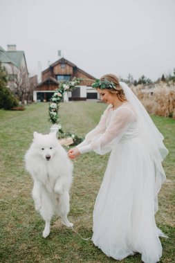 Gelin evin arka bahçesinde Samoyed köpeğiyle eğleniyor ve oynuyor..