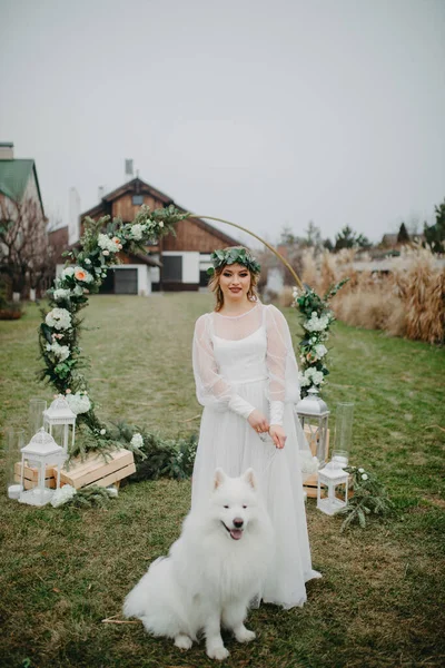 Novia Está Junto Perro Samoyedo Arco Boda Fondo Del Césped — Foto de Stock