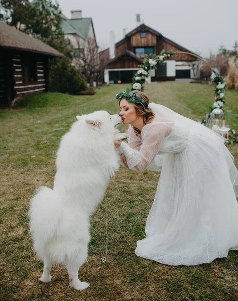 Novia Tiene Una Diversión Juega Con Perro Samoyedo Césped Fondo — Foto de Stock