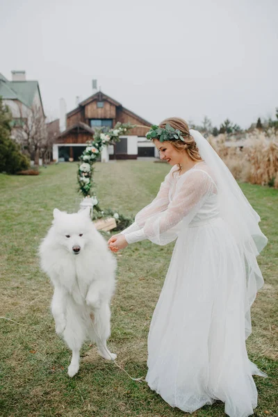 Bride Has Fun Plays Samoyed Dog Lawn Background House — Stock Photo, Image