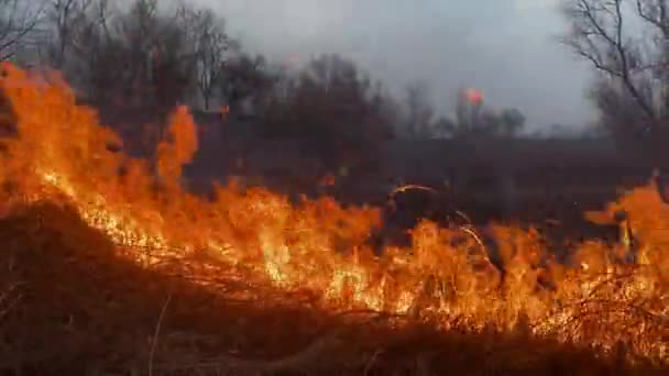 Φωτιά Καταστρέφει Ξηρό Καλάμι Γρασίδι Και Τους Θάμνους Στο Φόντο — Αρχείο Βίντεο