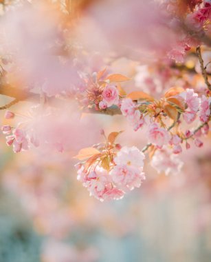 Arka plan ya da duvar kağıtları için çiçek açan sakura dalları. - Yakın çekim. Bulanık.