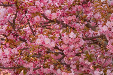 Arka plan ya da duvar kağıtları için çiçek açan sakura dalları. Yakın çekim..