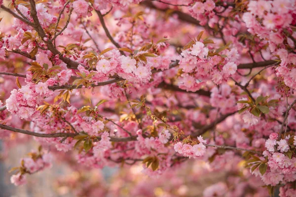 Blooming branches of sakura for background or wallpapers. Closeup.
