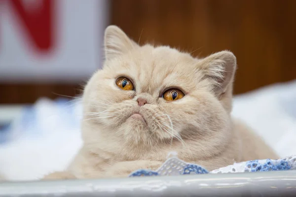 Kırmızı kedi gözleri iri closeup ile