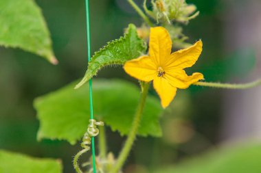Genç salatalık bitki çiçek