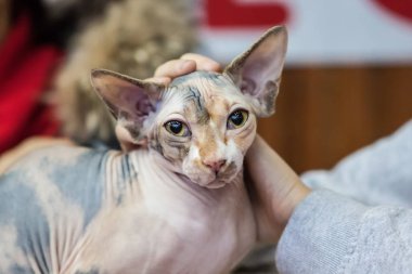 Tüysüz kedi, kedi doğurmak, tüysüz, Sfenks,