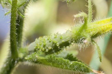 gardenplants içinde büyüyen genç salatalık yakın çekim