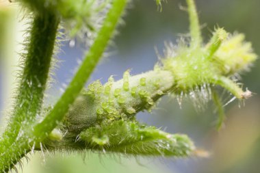 gardenplants içinde büyüyen genç salatalık yakın çekim