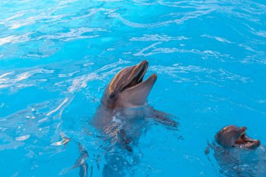 Dolphinarium yunuslarla göster