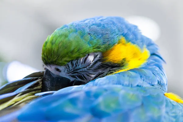 O belo papagaio-arara amarelo e azul dormindo — Fotografia de Stock
