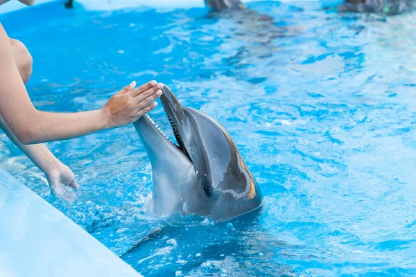 Show with dolphins in the Dolphinarium — Stock Photo, Image