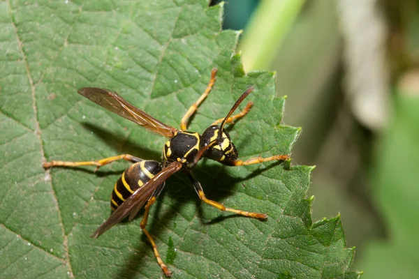 Wasp böcek portre