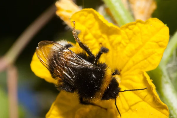 Shaggy bumblebee bee macro — Stock Photo, Image