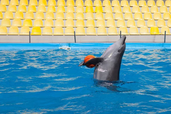Show with dolphins in the Dolphinarium — Stock Photo, Image
