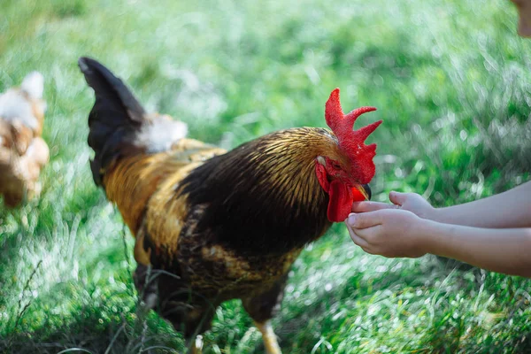 Bir çocuğun eli ile gıda tahıl ekmeği yemek horoz