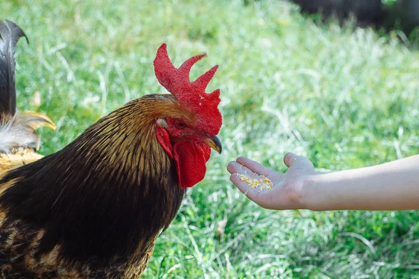 Bir çocuğun eli ile gıda tahıl ekmeği yemek horoz