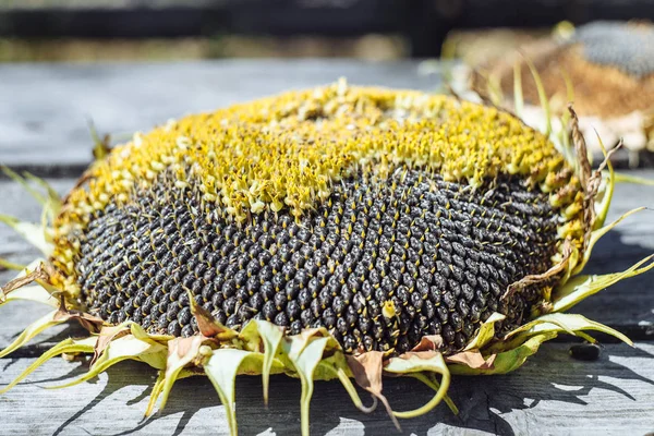 ripe seeds flower sunflower closeup