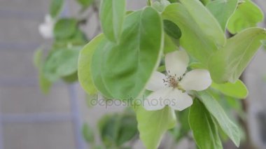 Meyve ağacı, bahar çiçekleri, elma, armut, Ayva.