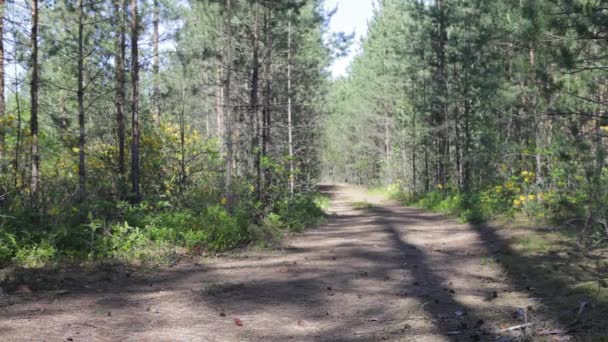 Hombre y mujer caminando juntos por el bosque tomados de la mano . — Vídeo de stock