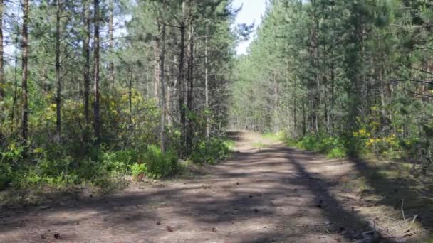 La chica está corriendo en el bosque. Una mujer está corriendo por el bosque — Vídeos de Stock