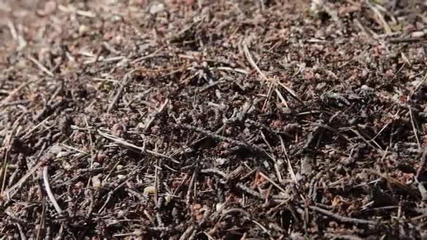 Un grand nid de fourmis dans la forêt. Les fourmis rampent dans une fourmilière .