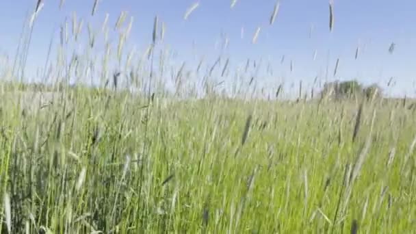 Ett fält av grön vete fladdrar i vinden. Himlen, solen. — Stockvideo