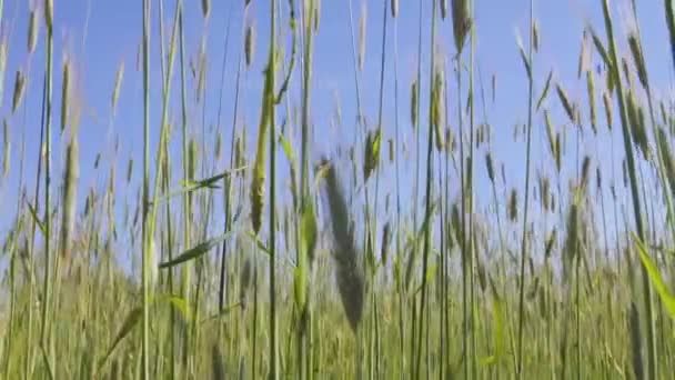Ett fält av grön vete fladdrar i vinden. Himlen, solen. — Stockvideo
