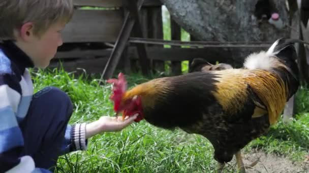 De haan en kip eten uit de handen van de jongen, ze eten tarwe, graan, brood. — Stockvideo