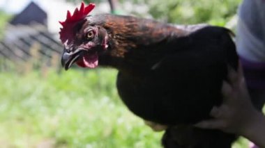 Tavuk elinde. Kafasını dengede tutar. Tavuk kafa sabitleyici.