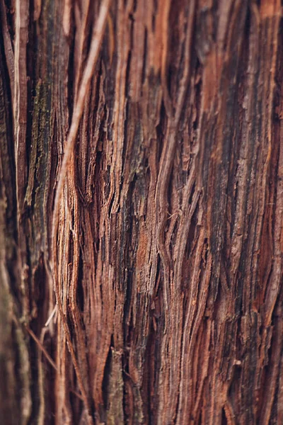 Schors van een druif boom close-up. Textuur van een close-up van de wijnstok. Stockfoto