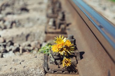 Demiryolu üzerinde sarı çiçekler. Demiryolu demiryolu yakın çekim, arka plan, duvar kağıdı.