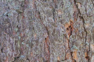 Ezilmiş ağaç kabuğu doku arka plan kapatın. Dekorasyon için kahverengi ağaç kabuğu rendelenmiş.