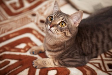 Bir tekir kedi kanepede yatıyor. Gri kedi iri gözlü yatıyor