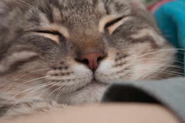 kedi burun bıyık closeup uykuda memnun