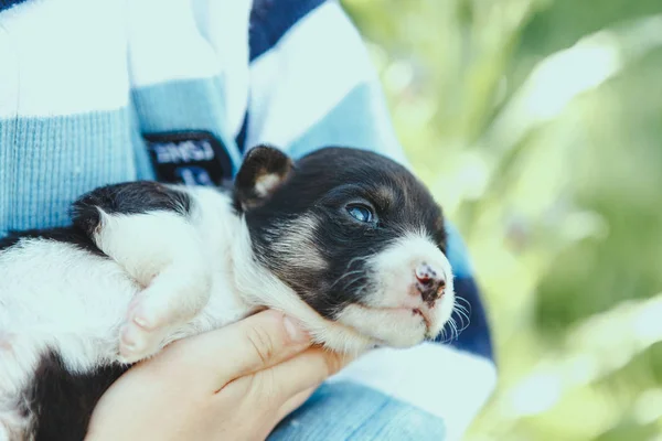 Um cachorrinho nos braços. Filhote de cachorro Dachshund . — Fotografia de Stock