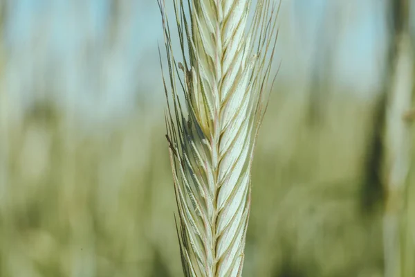 Çiftçi kulak yeşil buğday spikelet. Elinde yeşil buğday.