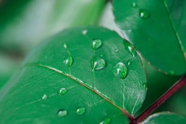 El primer plano de la hoja y el agua cae sobre él el fondo con la reflexión en el agua —  Fotos de Stock