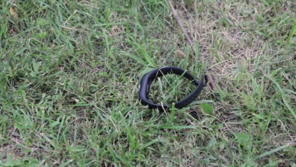 Bracelet fitness. L'homme a trouvé une horloge intelligente sur l'herbe. La trouvaille. Horloge intelligente sur l'herbe . — Video