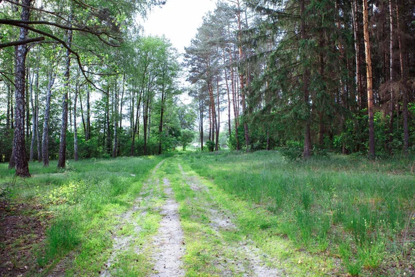 orman toprak rüzgarlı yol mesafe içine kaybolan