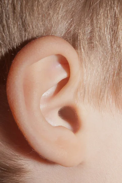 Human ear, body parts, anatomy, close-up, Stock Photo