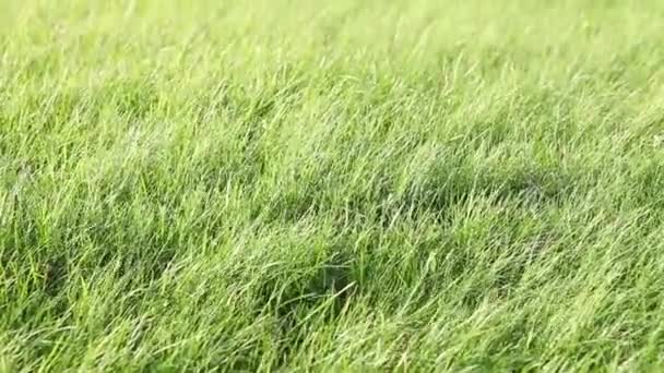 Färska gröna gräset, textur, små låga gräsmatta. En närbild av en gräsmatta fladdrar i vinden. — Stockvideo