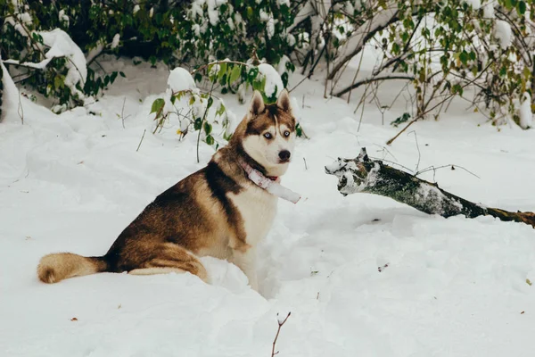 Perro husky siberiano en el bosque de invierno — Foto de Stock